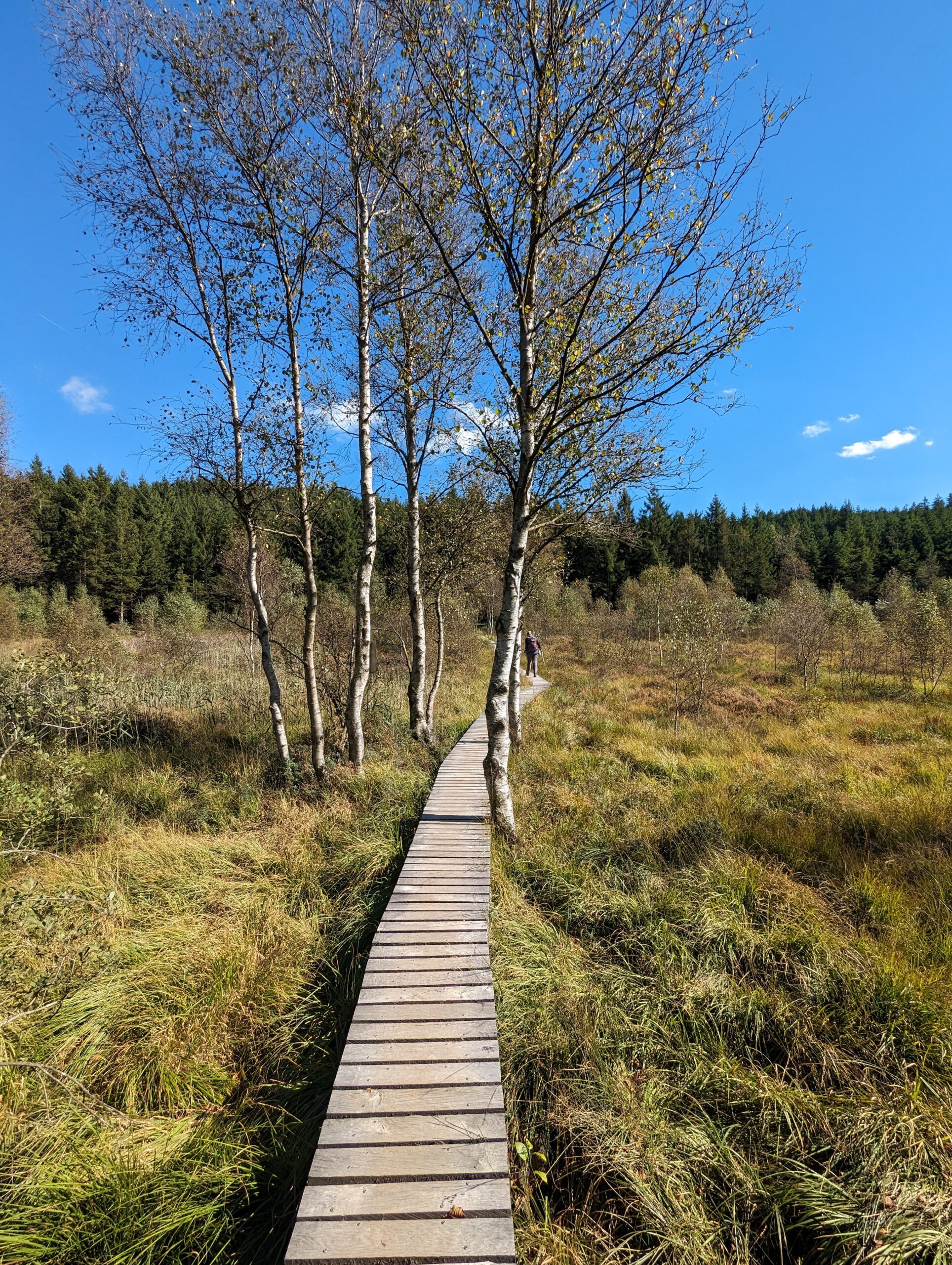 Holzsteg durch das Hohe Venn